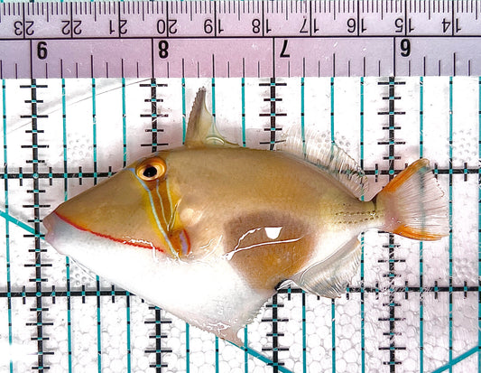 Bursa Triggerfish BT051201 WYSIWYG Size: ML 3.5" approx