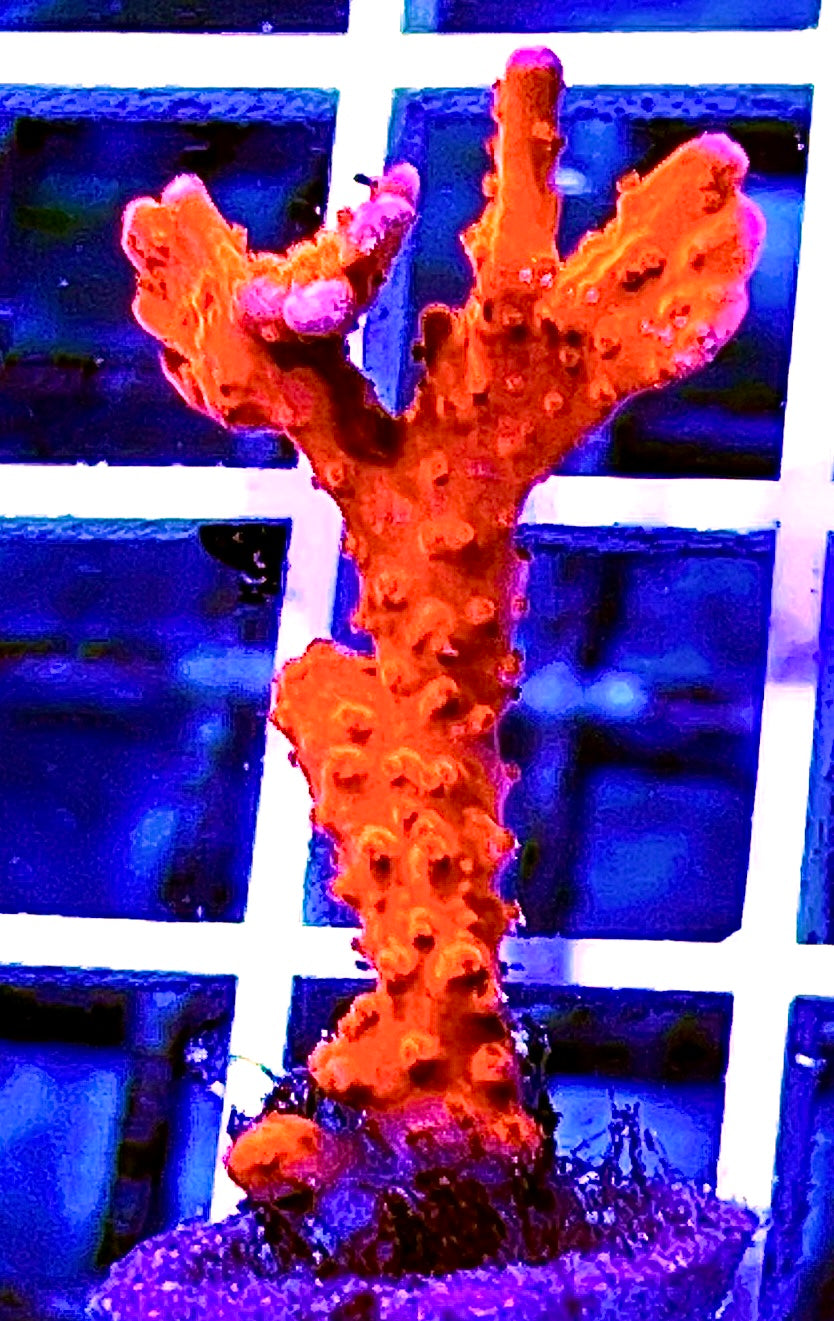 Hand Gesture Manila spy Montipora (Acuacultured) Size: M 0.5" to 0.75" - Violet Aquarium