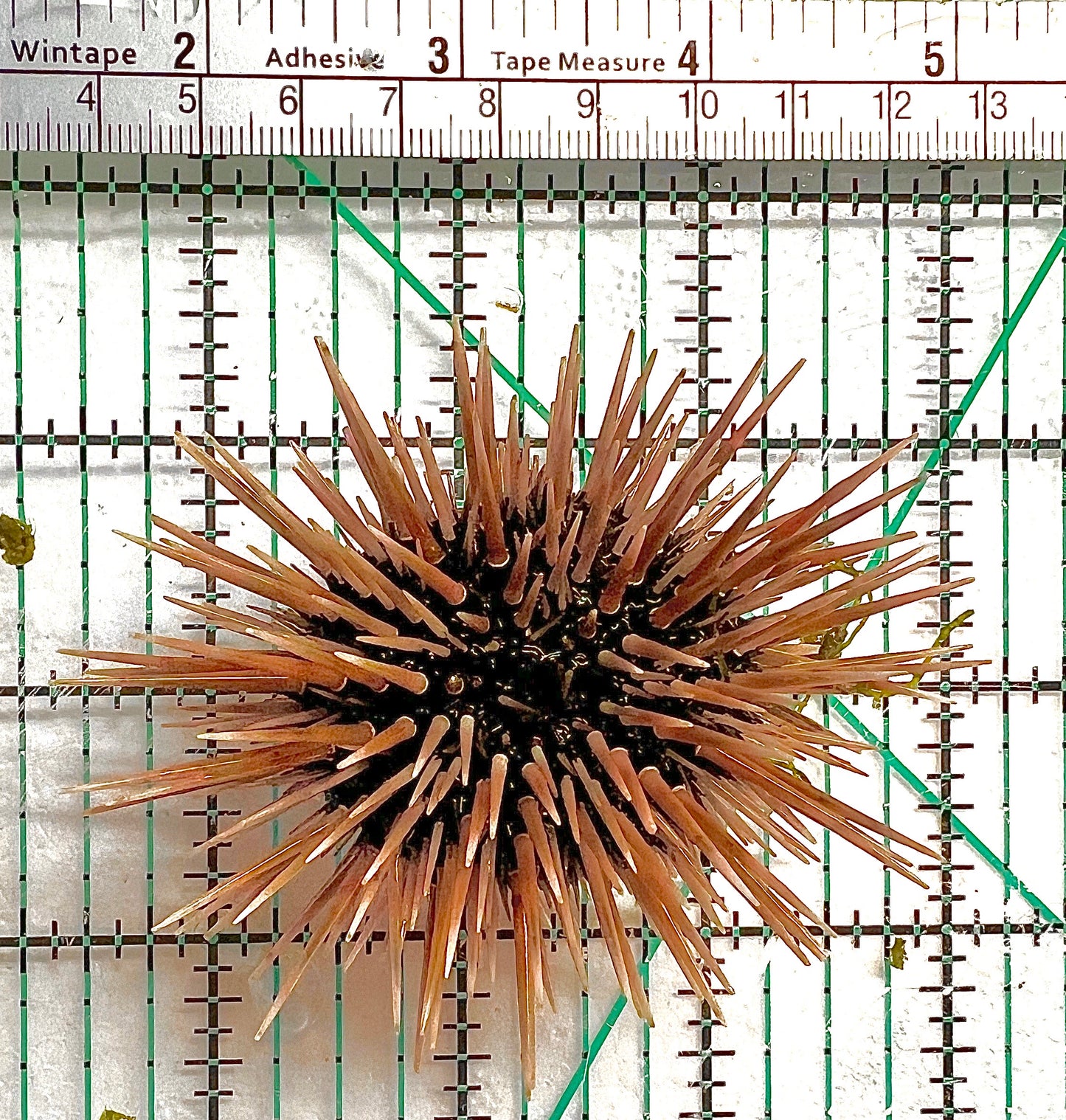 Pencil Urchin PU062701 WYSIWYG Size: M 3" approx