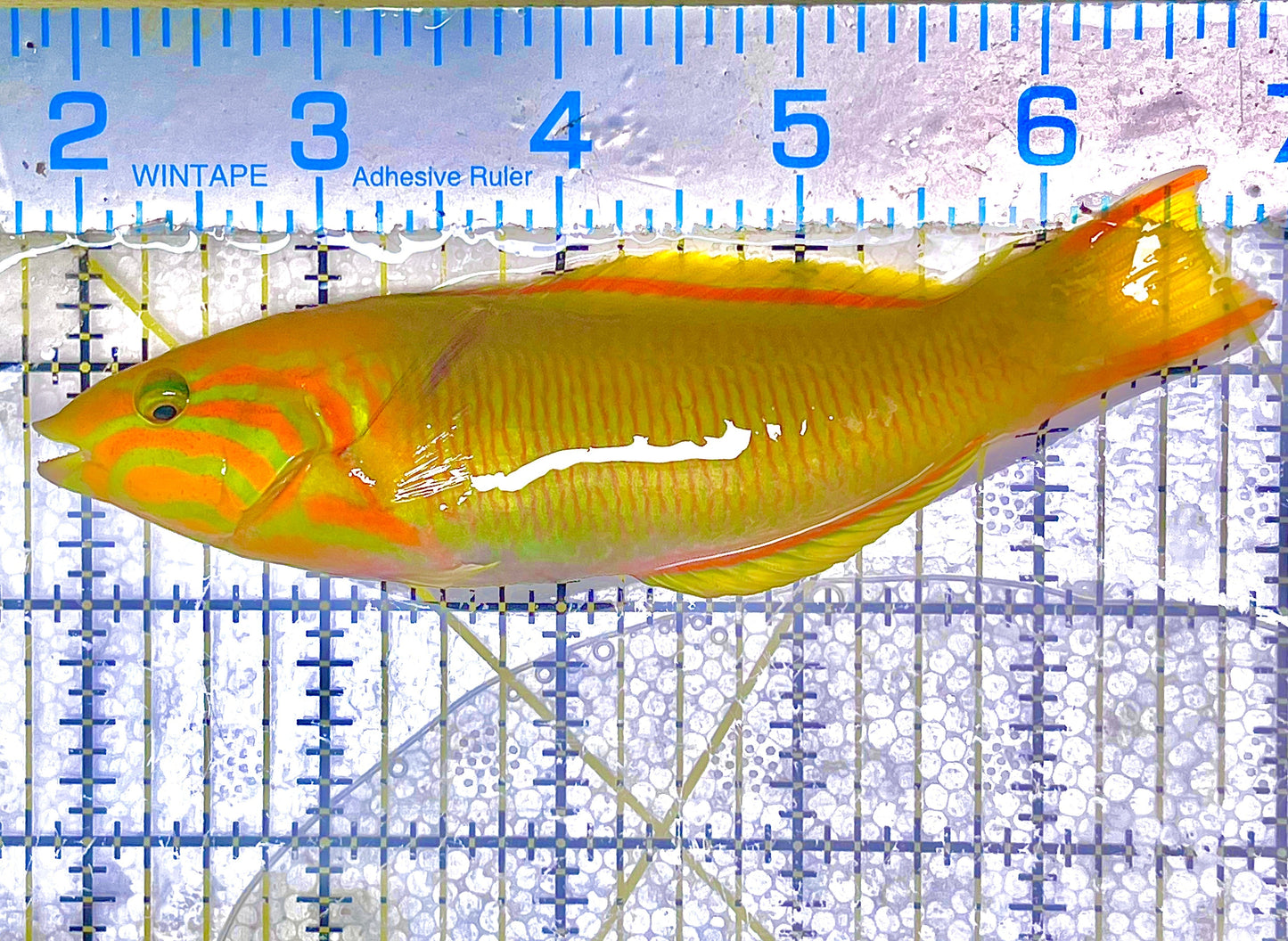 Yellow Banana Wrasse Size: ML 4" to 5"