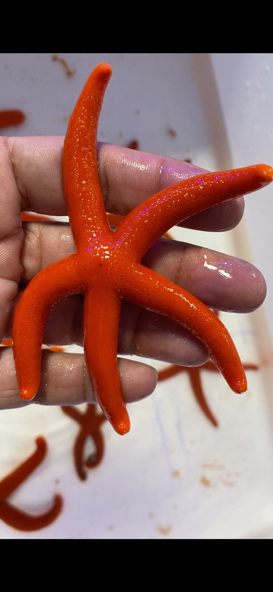 Red Orange Linckia Starfish A grade (Maldives) Size: Medium 2.5" to 4"