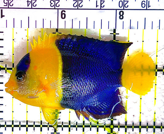 Bicolor Angelfish BA042801 WYSIWYG Size: ML 2.75" approx