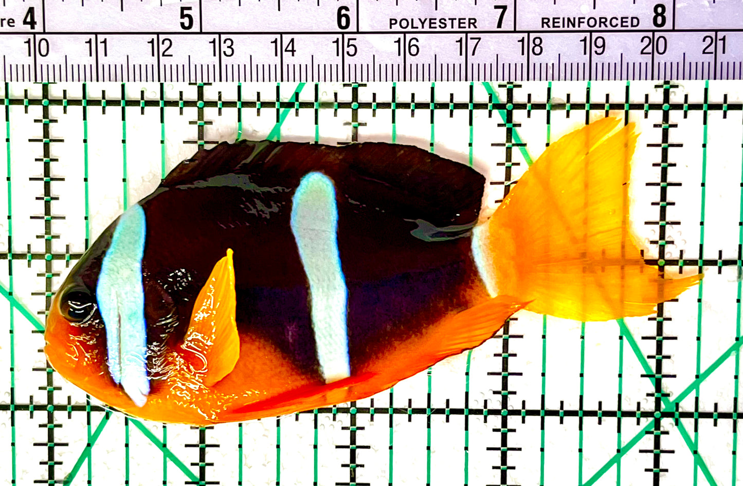 Red Sea Oman Clarkii Clownfish Size: S 1" to 2" Grade A