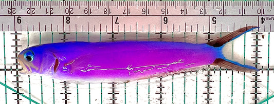 Purple Tilefish PT051202 WYSIWYG Size: L 5" approx