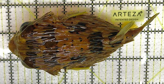 Porcupine Pufferfish PP033101 WYSIWYG Size: XL 5.5" approx