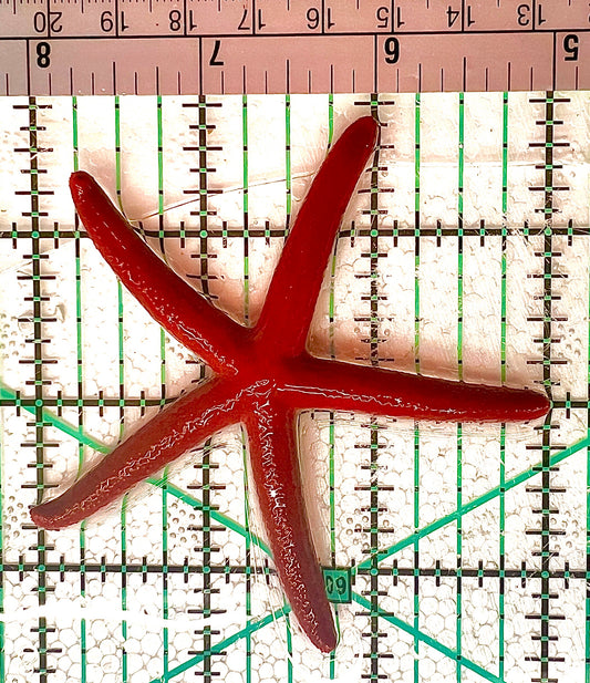 Red Orange Linckia Starfish A grade (Maldives) ROLS042902 WYSIWYG Size: M 3" approx