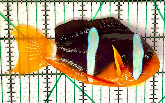 Maldives Yellow Tail Clarkii Clownfish Size: L 2.5" to 3" Grade A