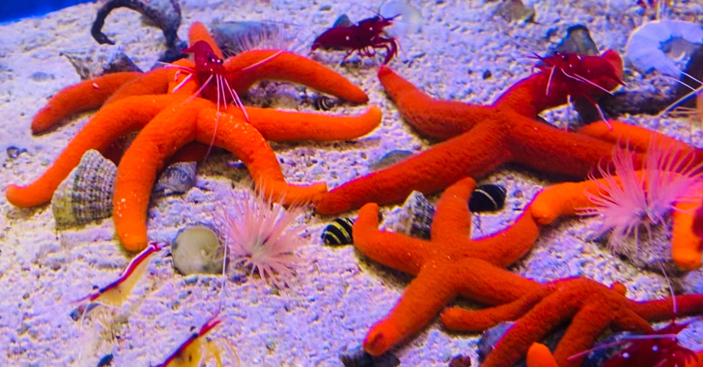Red Orange Linckia Starfish A grade (Maldives) Size: Large 4" to 6"