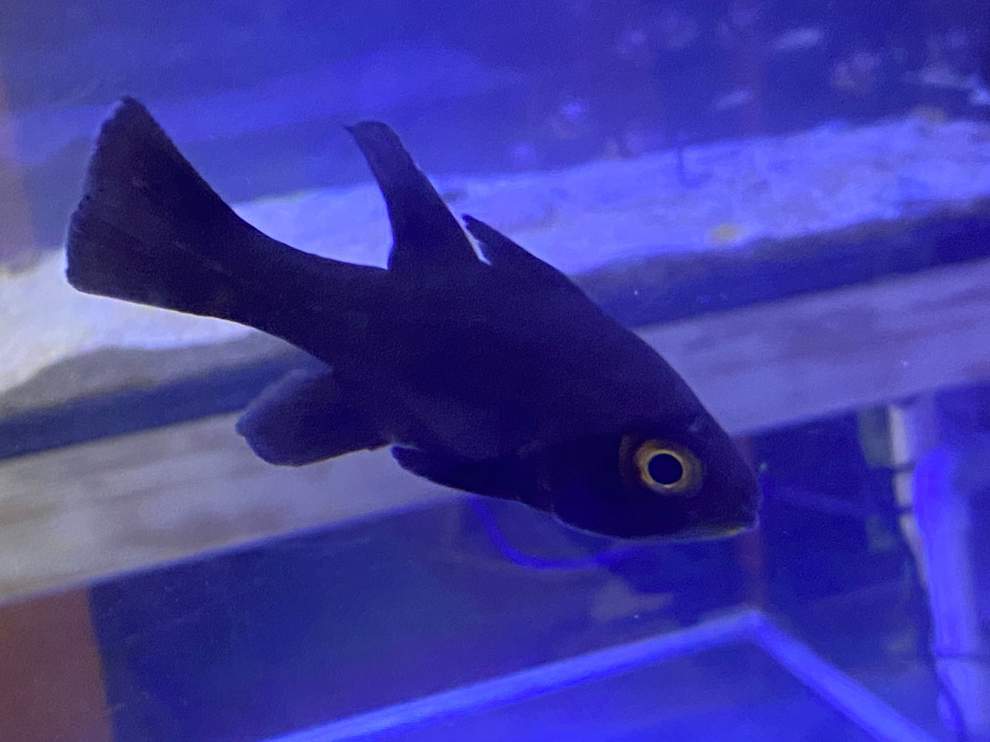 Jet Black Cardinal Fish Size: M 3" to 4"
