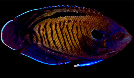 Blue Fin Angelfish Size: M 2" to 2.5" (Maldives)