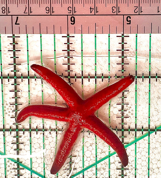 Red Orange Linckia Starfish A grade (Maldives) ROLS042903 WYSIWYG Size: S 2.25" approx