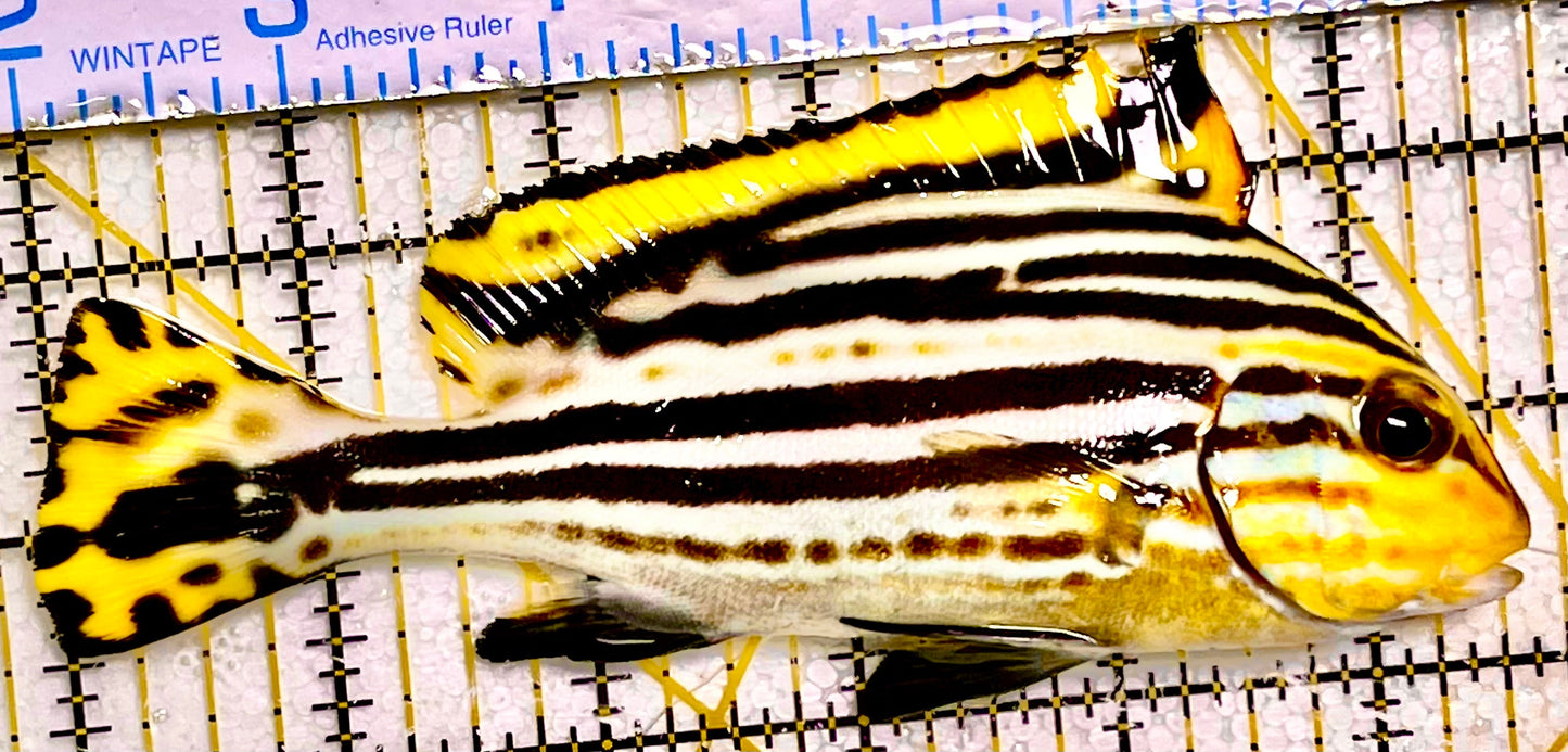 Rubberlip Sweetlips Size: M 3" to 4"