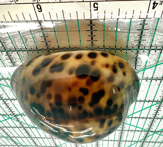 Tiger Cowrie Snail TCS042902 WYSIWYG Size: XL 3.5" approx