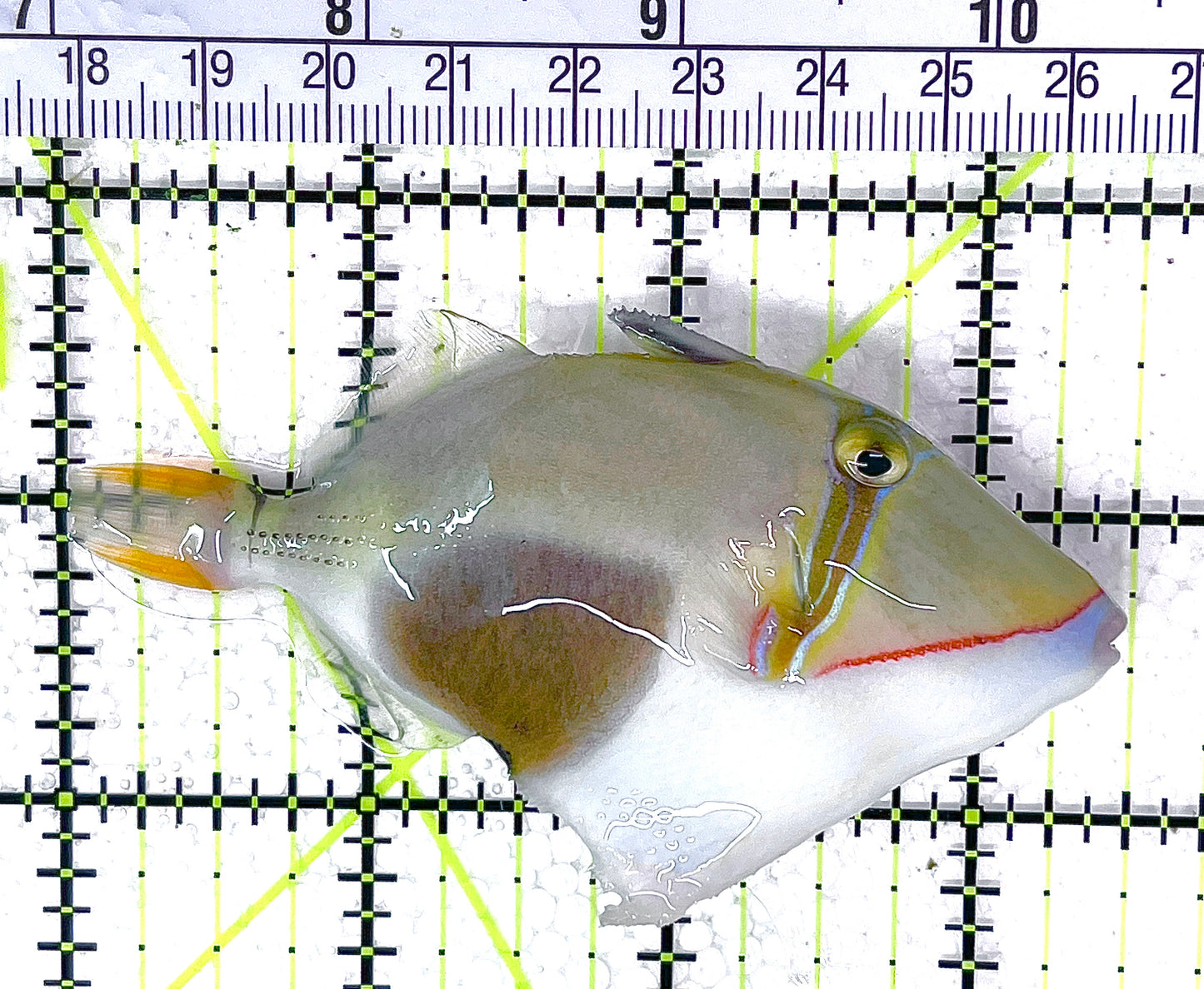 Bursa Triggerfish BT040702 WYSIWYG Size: ML 3.5" approx