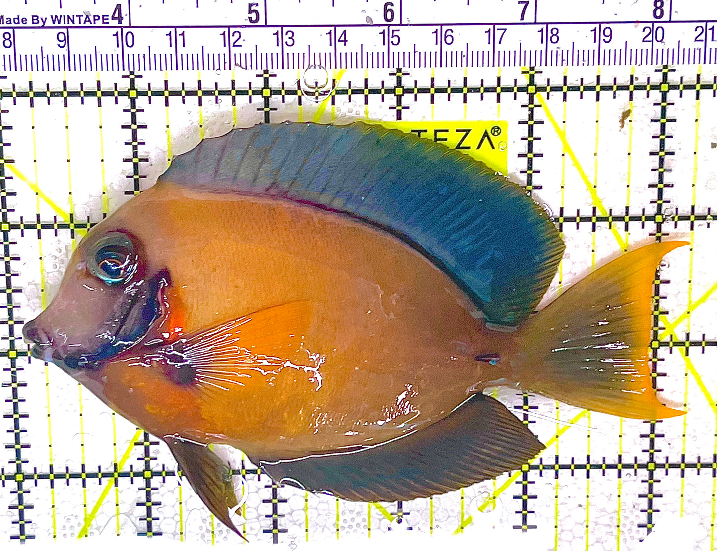 Chocolate Tang (Yellow Mimic when Juvenile) CT032702 WYSIWYG Size: L 5.25" approx