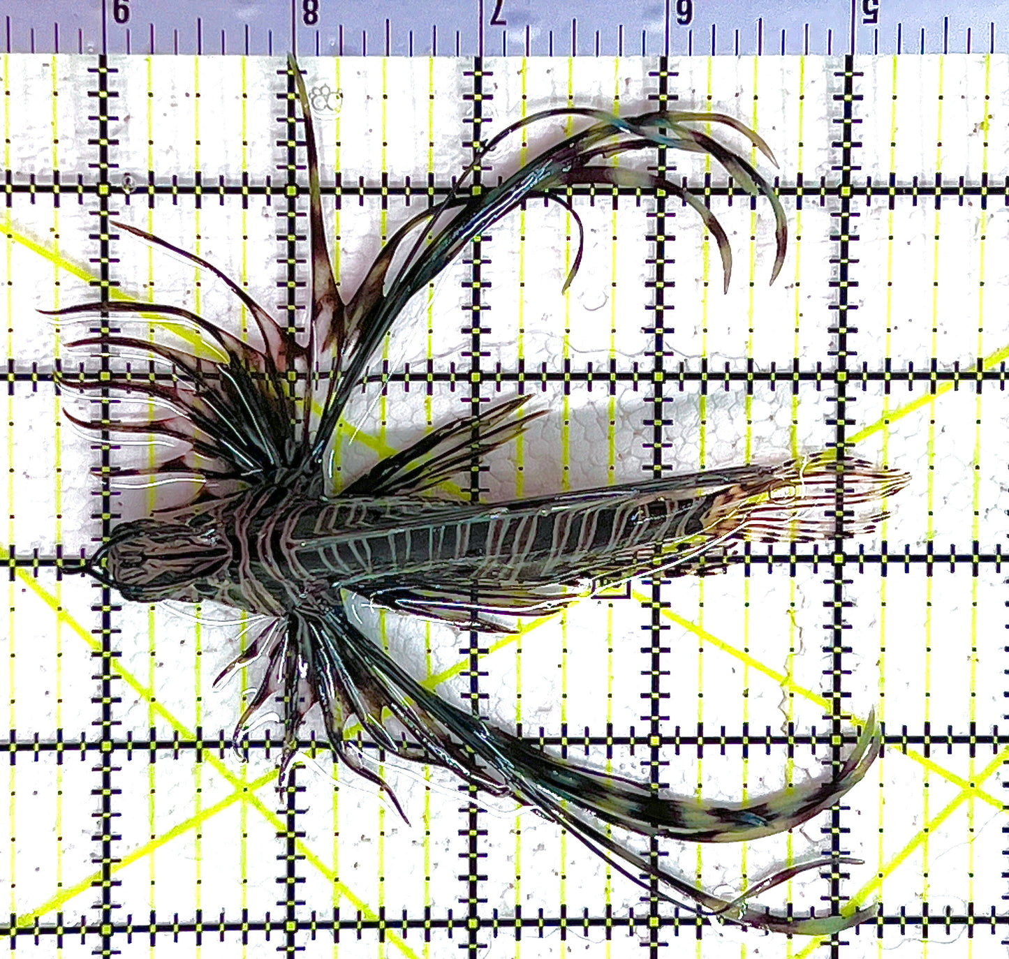 Black Volitan Lionfish BVL042801 WYSIWYG Size: ML 4.25" approx