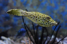 Scrawled Leatherjacket Size: L 3" to 4"