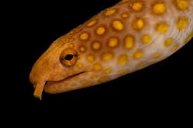 Gold Spotted Snake Eel