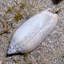 Elegant Olive Snail