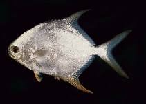 Round Pompano Size ML: 5" to 6"