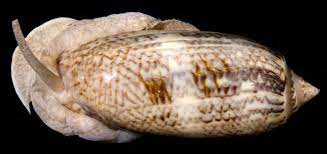 Elegant Olive Snail