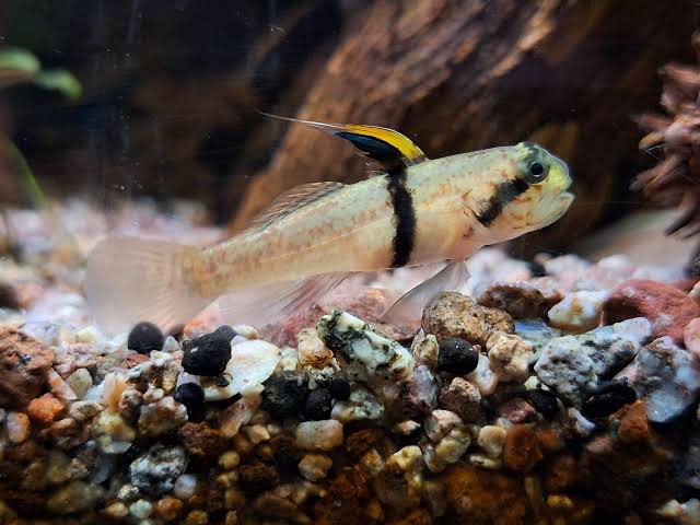 Rhino Goby