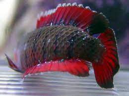Rare Indo Barred Longfin Basslet