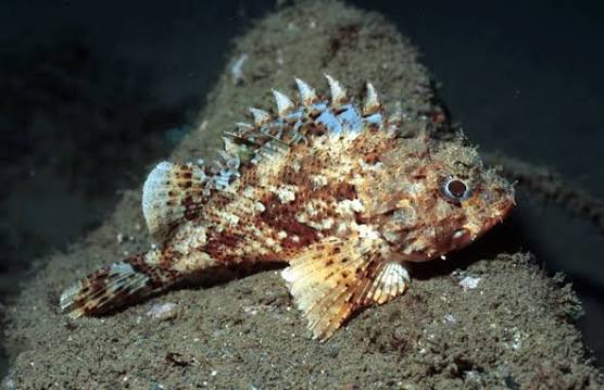 Black Scorpion Fish Size: XL 4" to 5"
