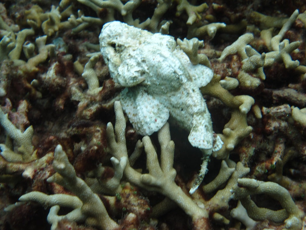 Snow White Stone Fish Size: S 1" to 2"