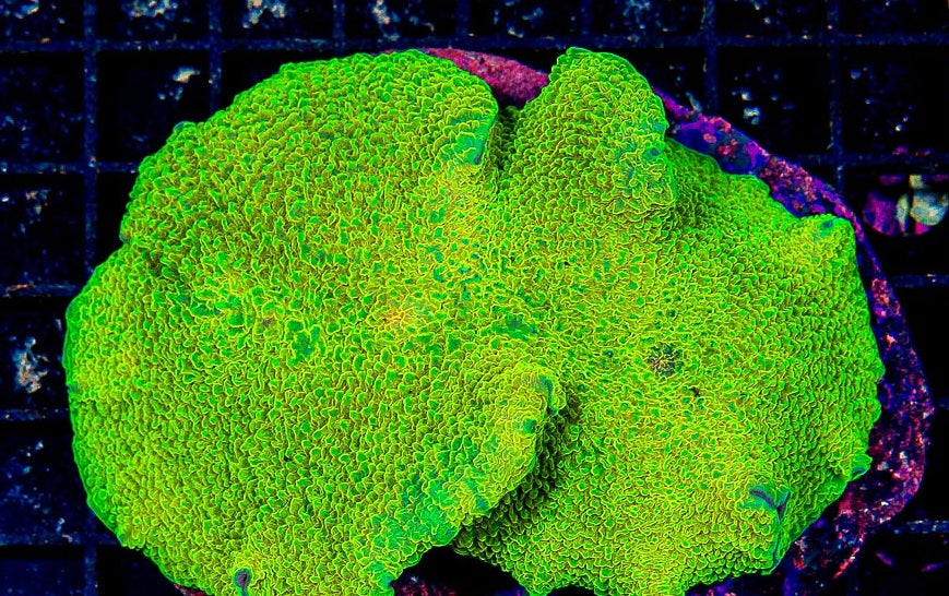 Nuclear Neon Elephant Ear Mushroom Size: L 1" to 1.5" Approx