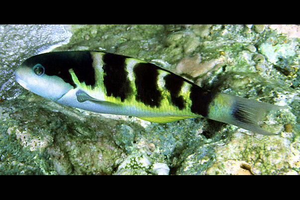 Jansen Saddle Wrasse Size: L 4" to 5"