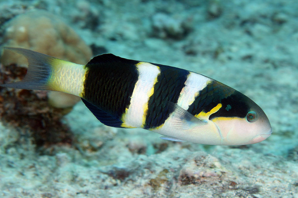 Jansen Saddle Wrasse Size: Tiny 2" or Below