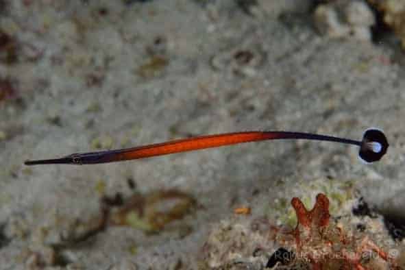 Janss' Pipefish - Violet Aquarium