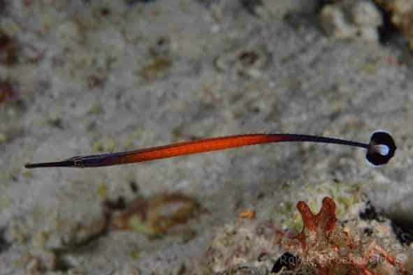 Janss' Pipefish - Violet Aquarium 