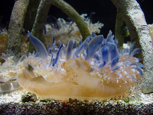 Upside Down Jellyfish Size: M 2" Diameter Approx (Blue)