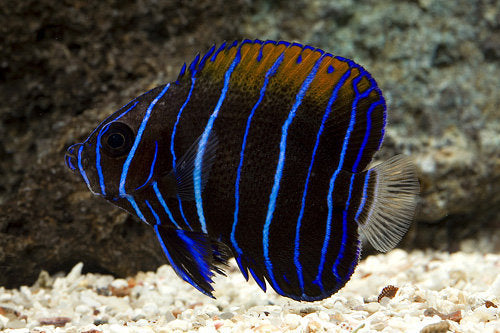 Majestic Angelfish - Violet Aquarium