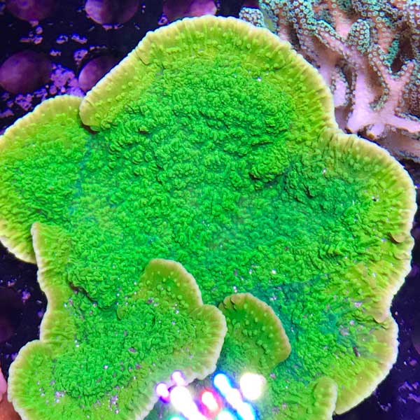 Green Montipora Assorted Size: M 0.75" to 1" Approx Frag - Violet Aquarium