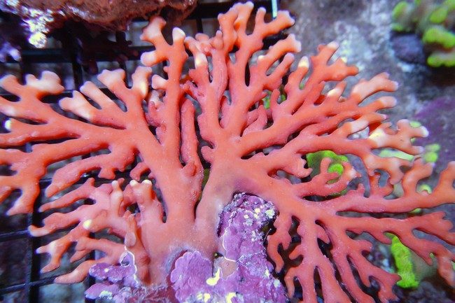 Sunset Lace Coral (Orange Distichopora) Size: S 0.75" to 1" Diameter Approx Frag