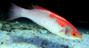 Painted Adornatus Fairy Wrasse Size: L 2" to 3"