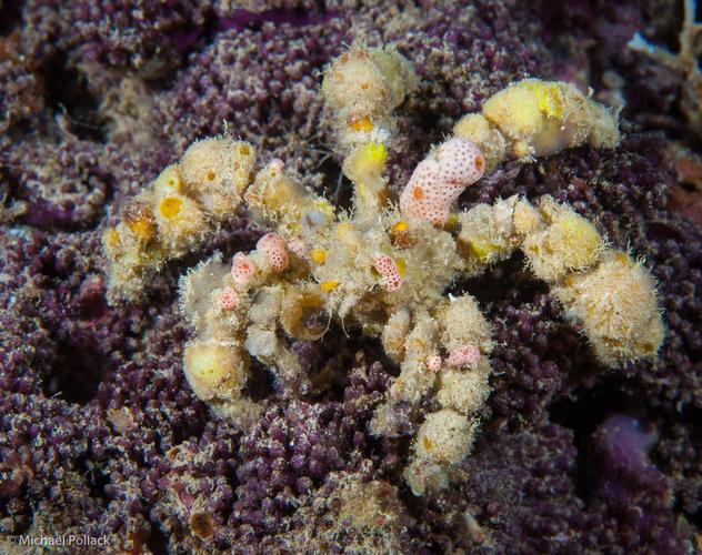 Decorater Spider Crab - Violet Aquarium