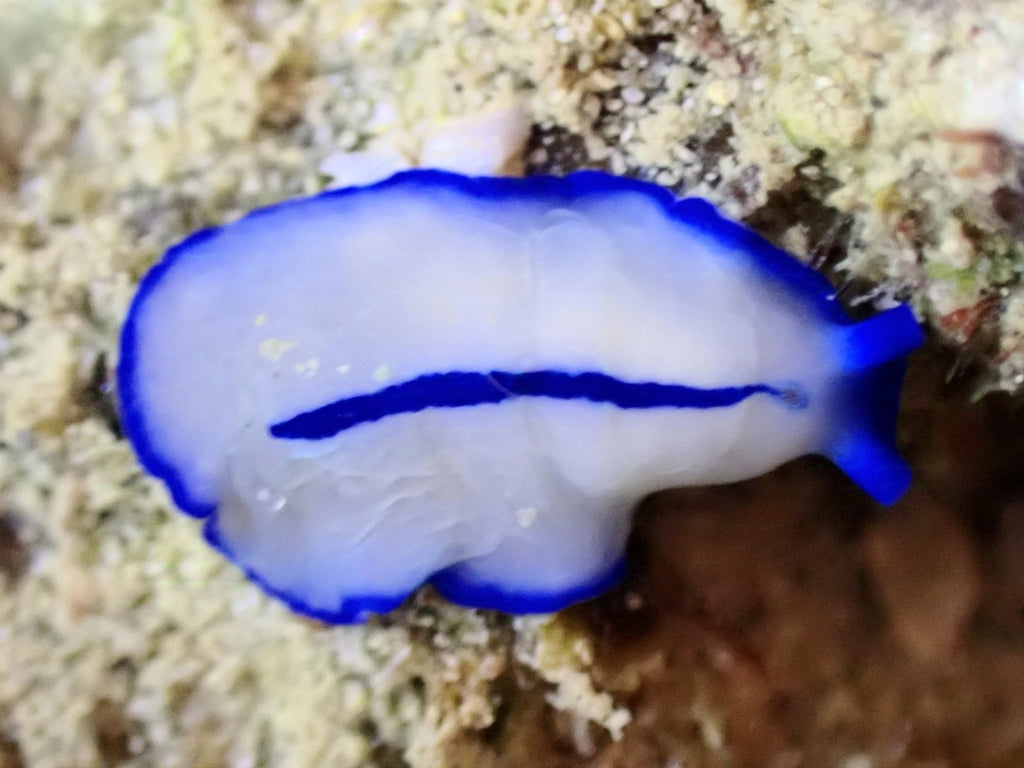 Blue-Lined Flatworm
