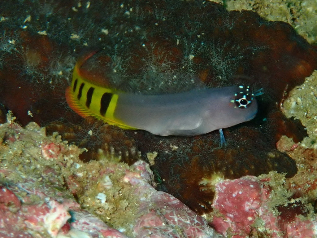 Oman Special Grade Gulf Blenny