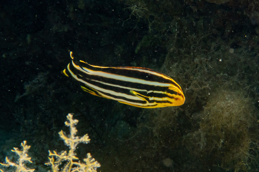 Yellow Banded Sweetlips Size: S 2" to 3"