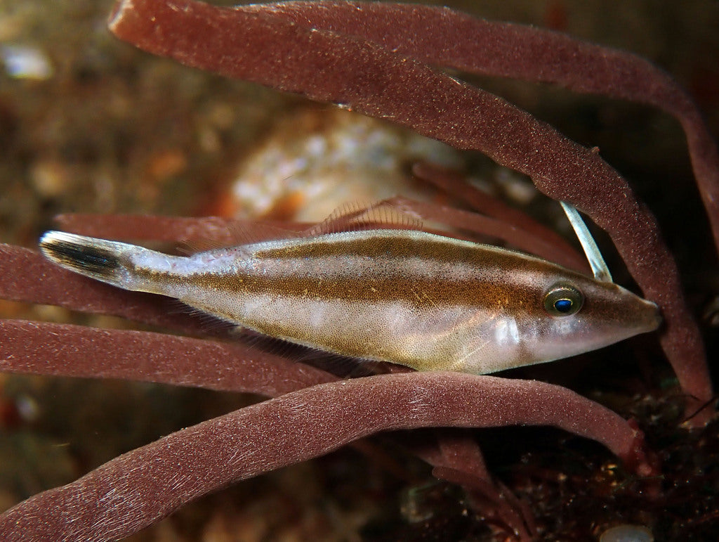 Rhino Filefish Size: ML 3" to 4"