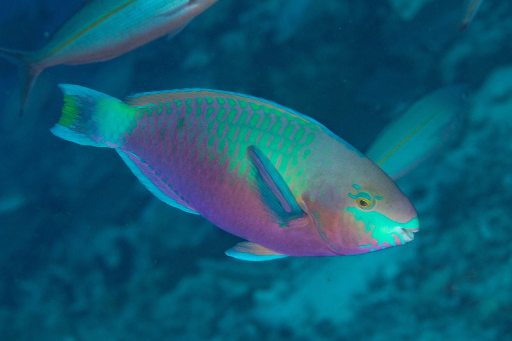 Quoyi Greenblotch Parrotfish Size: XXL 6" to 7" - Violet Aquarium
