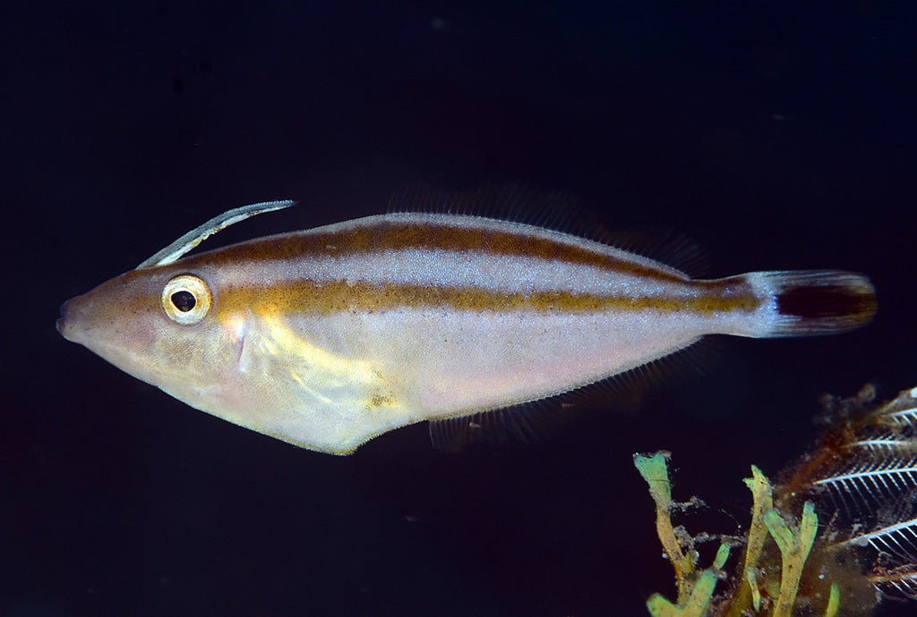 Rhino Filefish Size: ML 3" to 4"
