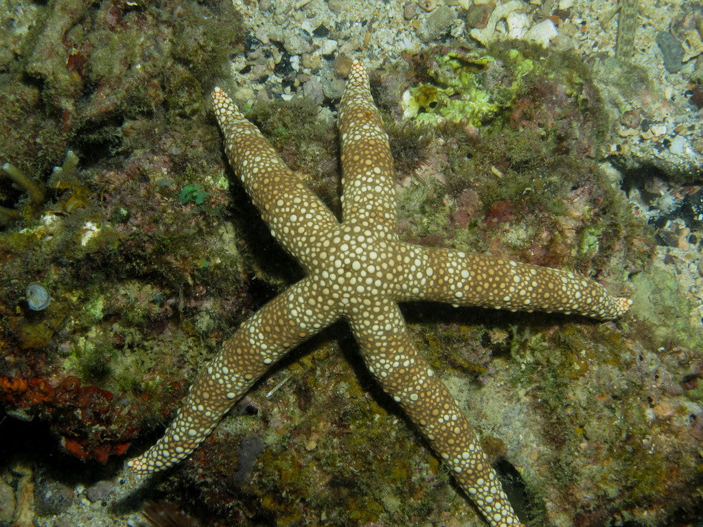 Spikey Banded Starfish