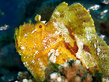 Golden Leaf Fish Size S: 1" to 2"