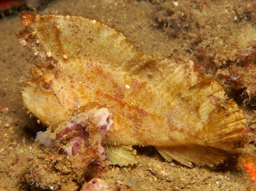Golden Leaf Fish Size S: 1" to 2"