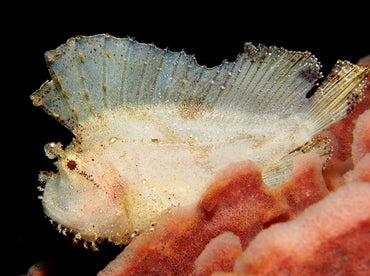 Golden Leaf Fish Size S: 1" to 2"